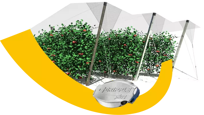 Cultivo de Frutas