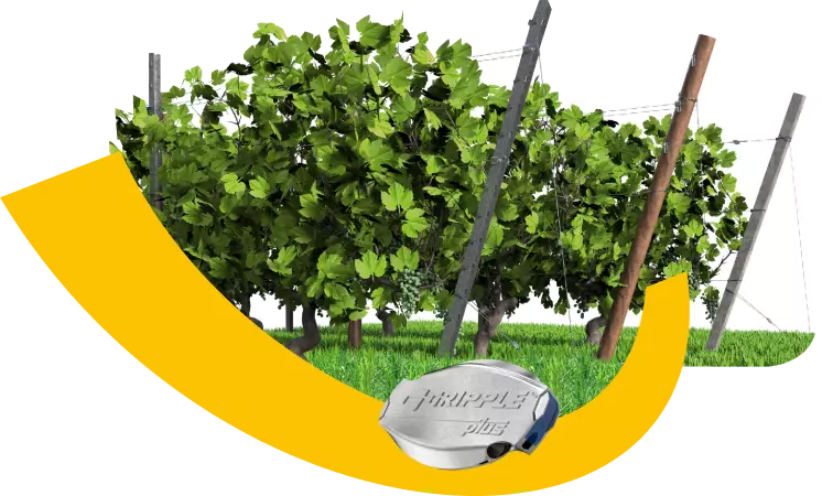 Treliça para Vinhedos